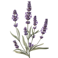 Lavanda